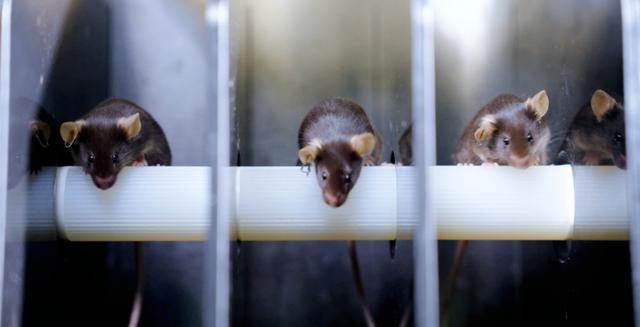 小鼠航天员选拔vlog来了