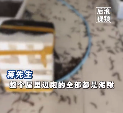 水产店泥鳅池爆裂20万条泥鳅爬满屋：收拾了五个多小时才弄完