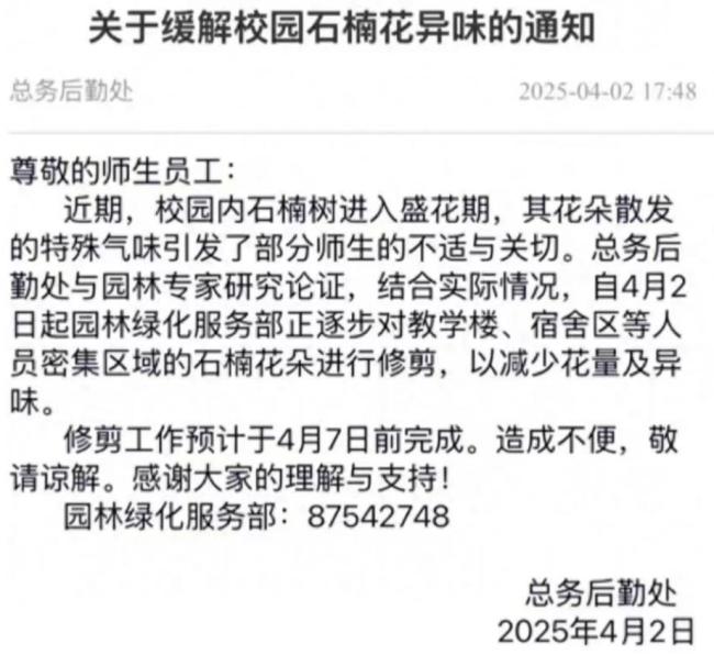 多所高校在清明前后修剪石楠花