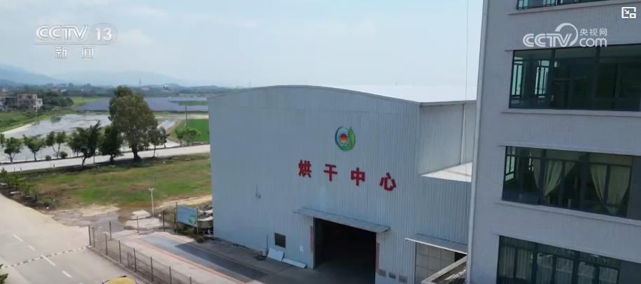 早稻收获“加速跑”:单产提升行动显成效 丰收基础稳
