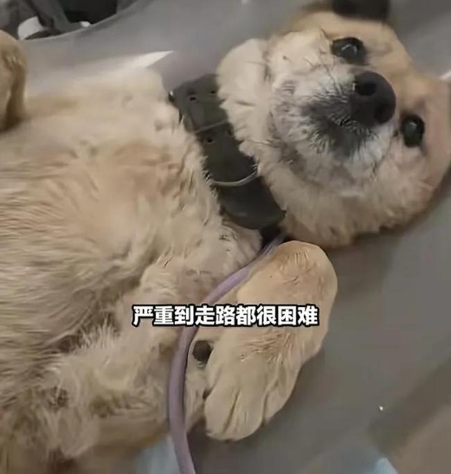 主人去世后狗狗守老房子10年 现实版“忠犬八公”，救助人员：肝腹水严重