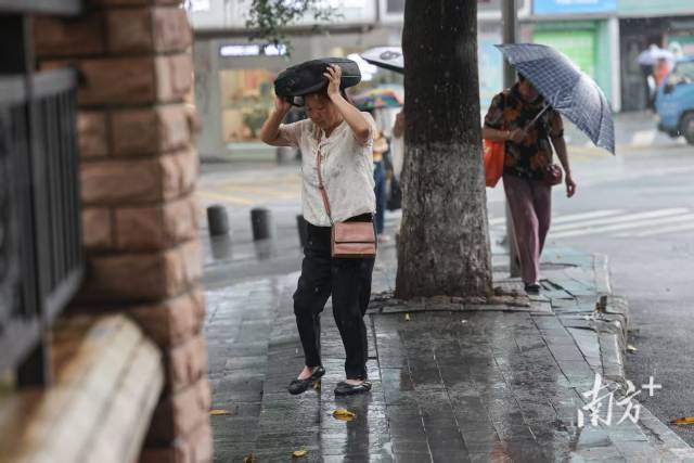 广州市天河区岳洲路,突然下起大雨,一位市民用手提包挡雨前行。