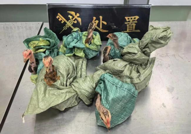 昆明海关查获6只活体斗鸡
