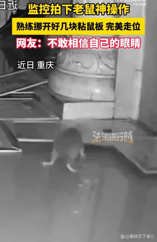 监控拍下老鼠神操作
