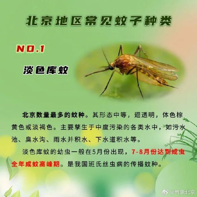 蚊子少了?监测显示,北京蚊密度同比下降一成多