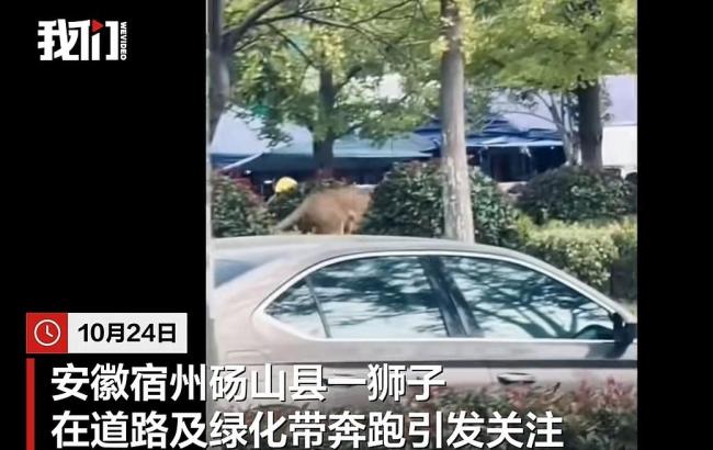 安徽外逃的狮子已抓获