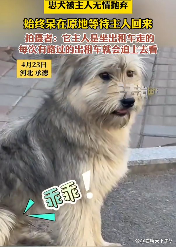 忠犬被无情抛弃 天天追车等主人