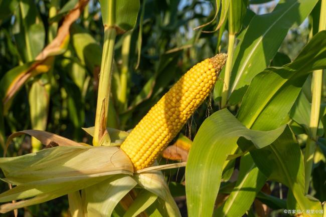 玉米一夜大变脸！新粮猛烈涨价要终结？