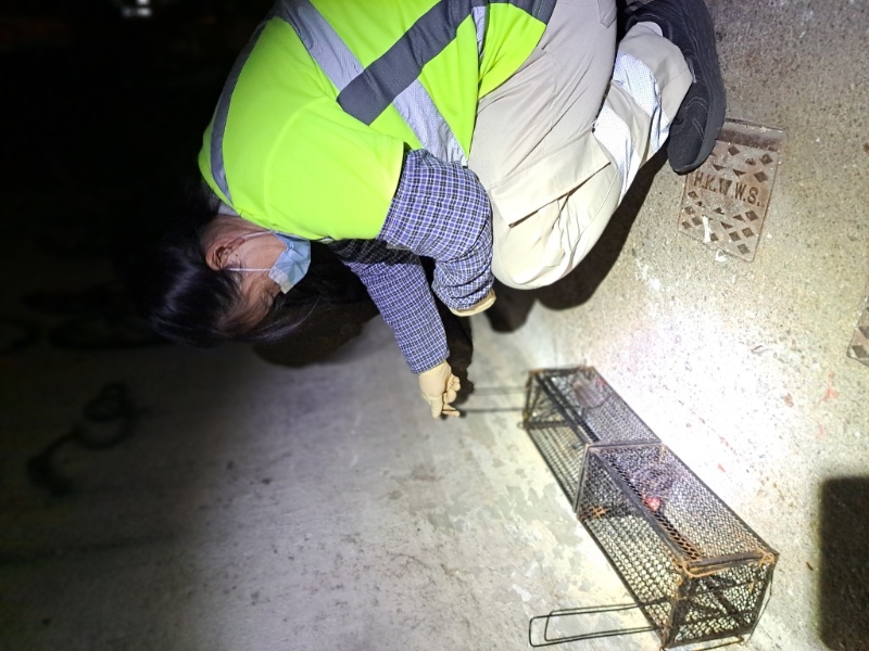 “夜间流动队”配合老鼠习性，选择在清晨4时、天未亮时便出动捕鼠。 环境局提供