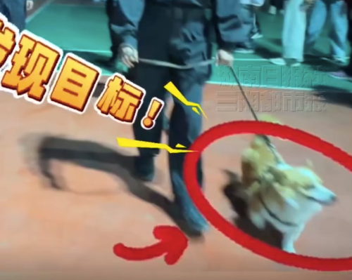 警犬福Sir吃了群众的烤肠，领导道歉：后期会继续加强拒食训练
