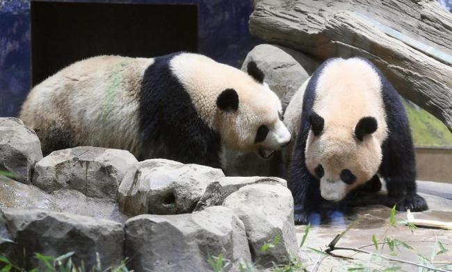 赴日大熊猫晓晓蕾蕾回家倒计时 最终参观日确定