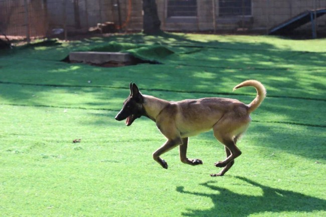 云南16头搜救犬求领养