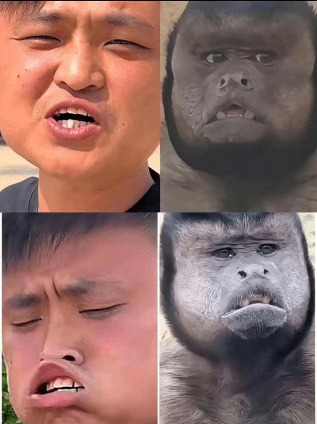 方脸猴 方脸猴