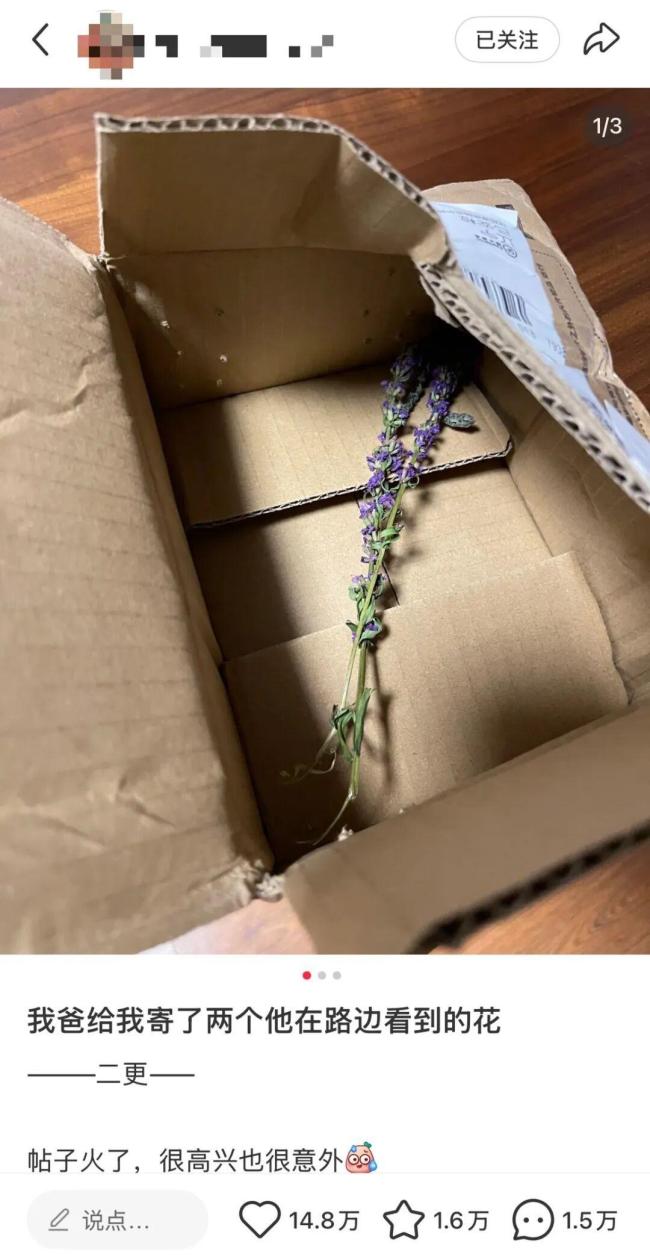 热搜：“我爸给我寄了两支路边看到的花”