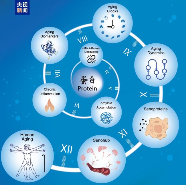 中国科学家揭秘“衰老时间表”