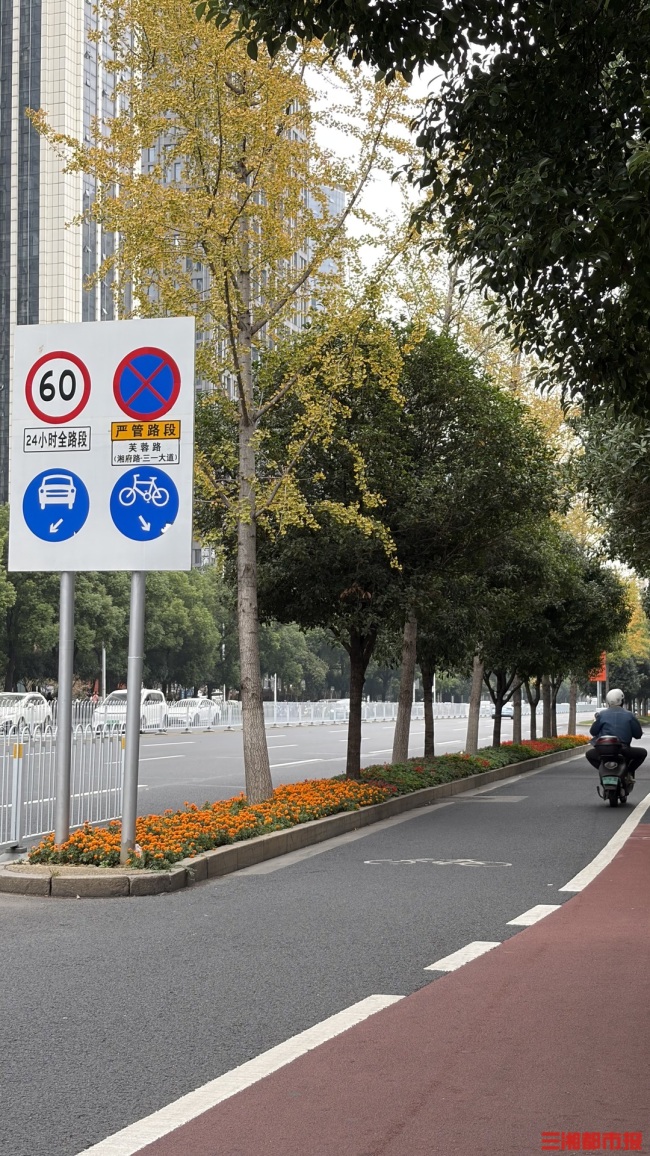 长沙街头银杏开始变黄啦！