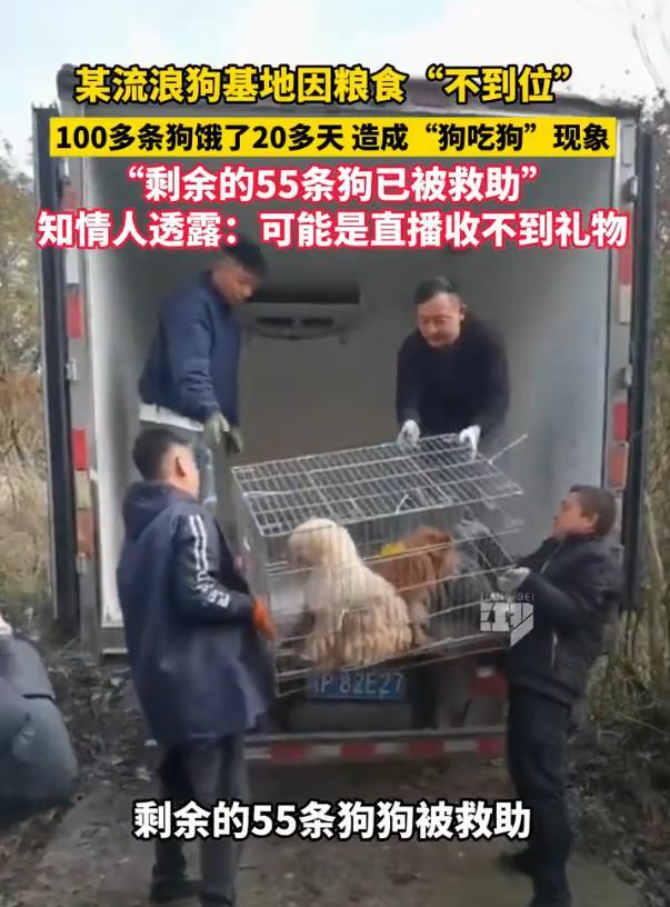 流浪狗基地100多只狗断粮超20天