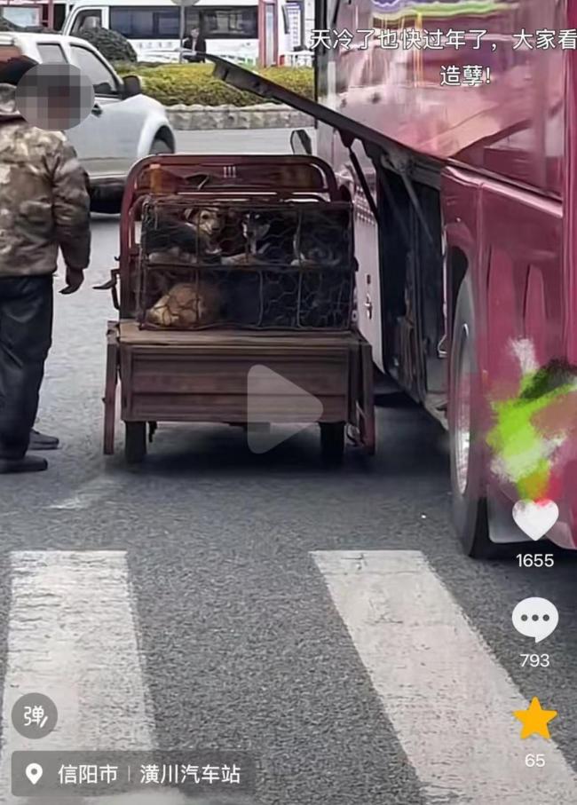 河南一地大巴车疑用行李舱运流浪狗