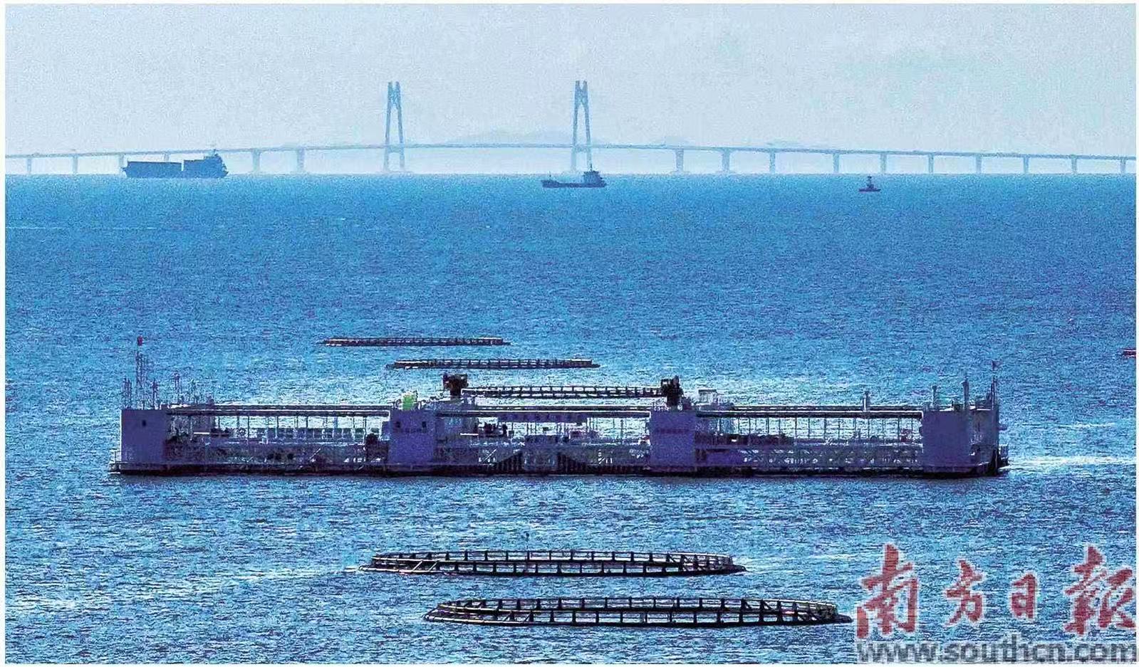 位于珠海桂山岛海域的“格盛1号”海洋牧场,不远处是港珠澳大桥。资料图片