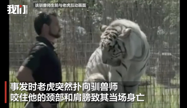 美国一驯兽师遭老虎袭击身亡 妻女目睹悲剧