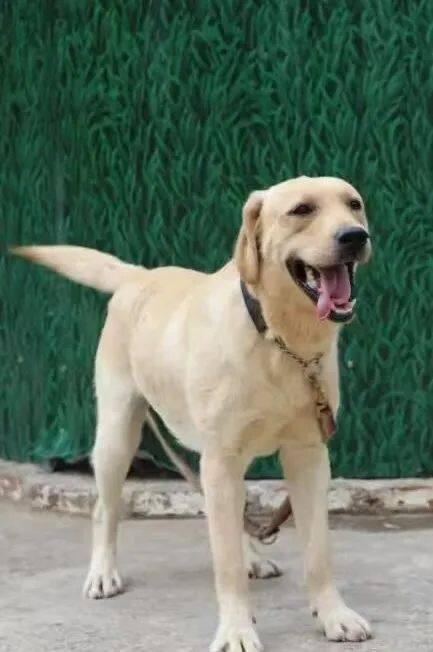 云南16头搜救犬求领养 爱心人士速进