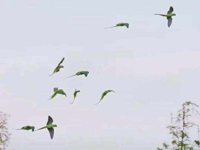 香港鹦鹉每天来深圳干饭