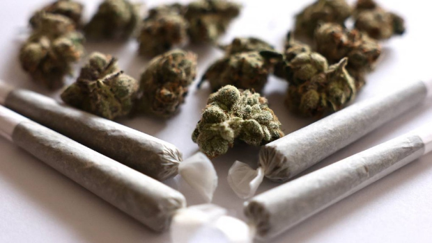 大麻 大麻