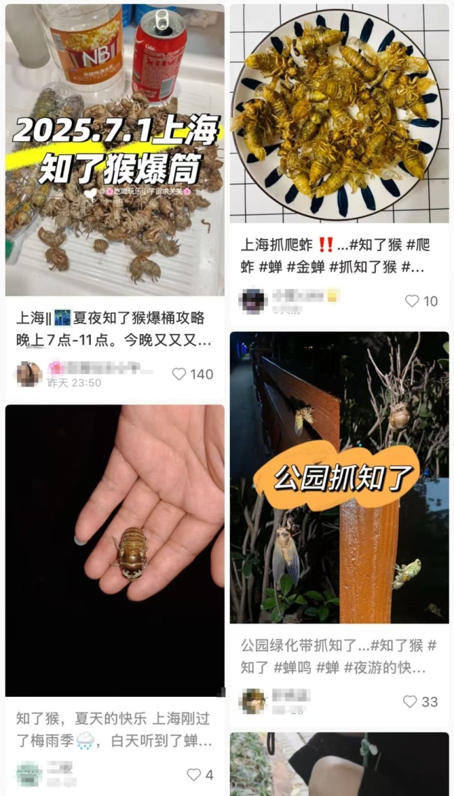 上海人夜晚出动抓“知了猴”