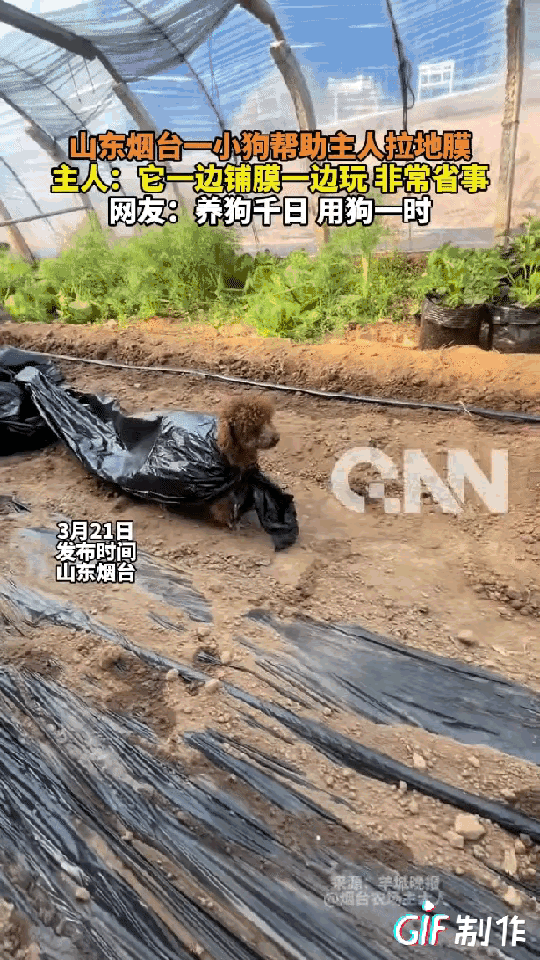 狗狗被拉去干农活1只狗能顶3个人
