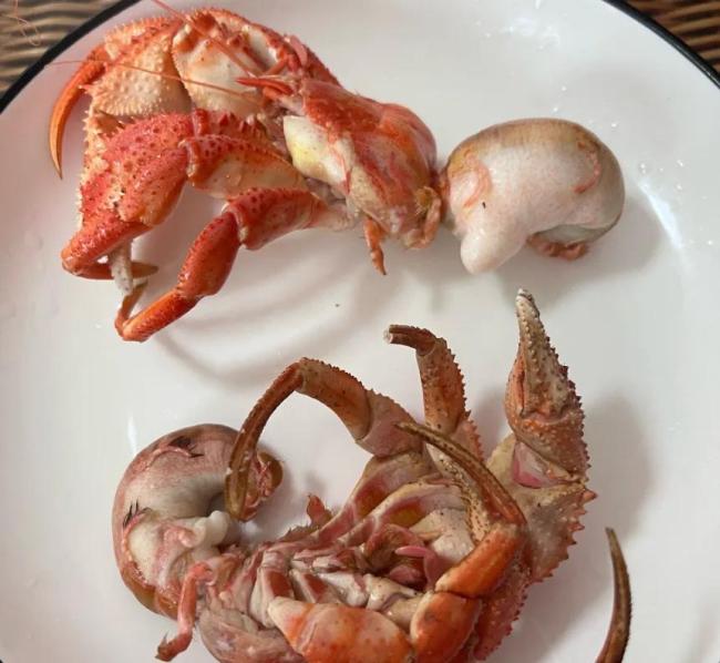 [北京]女子买来的寄居蟹壳一碰就亮