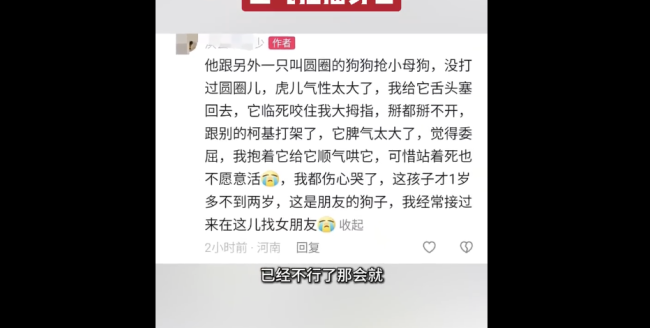 柯基打架输了气绝身亡 情绪管理引反思