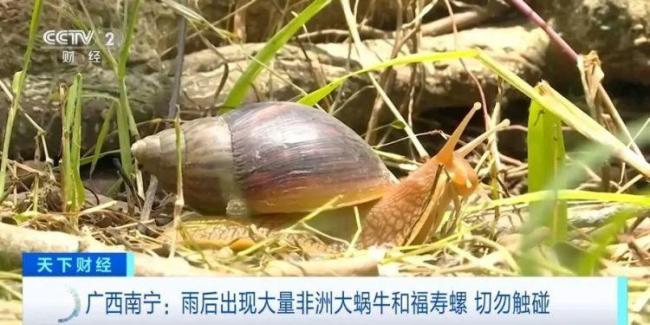 南宁雨后出现大量非洲大蜗牛