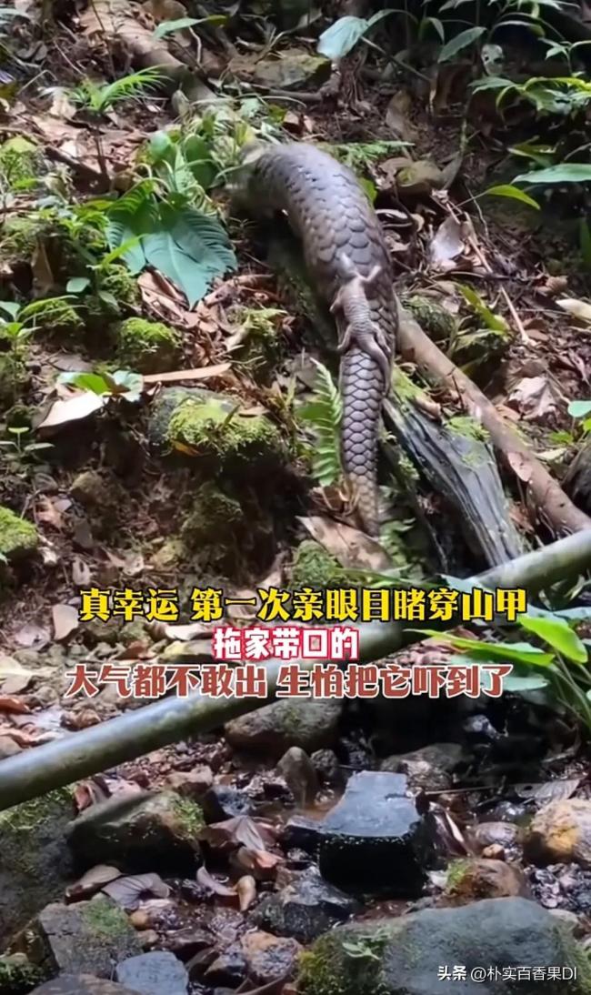 路遇穿山甲“拖家带口”觅食 生态好转家族壮大