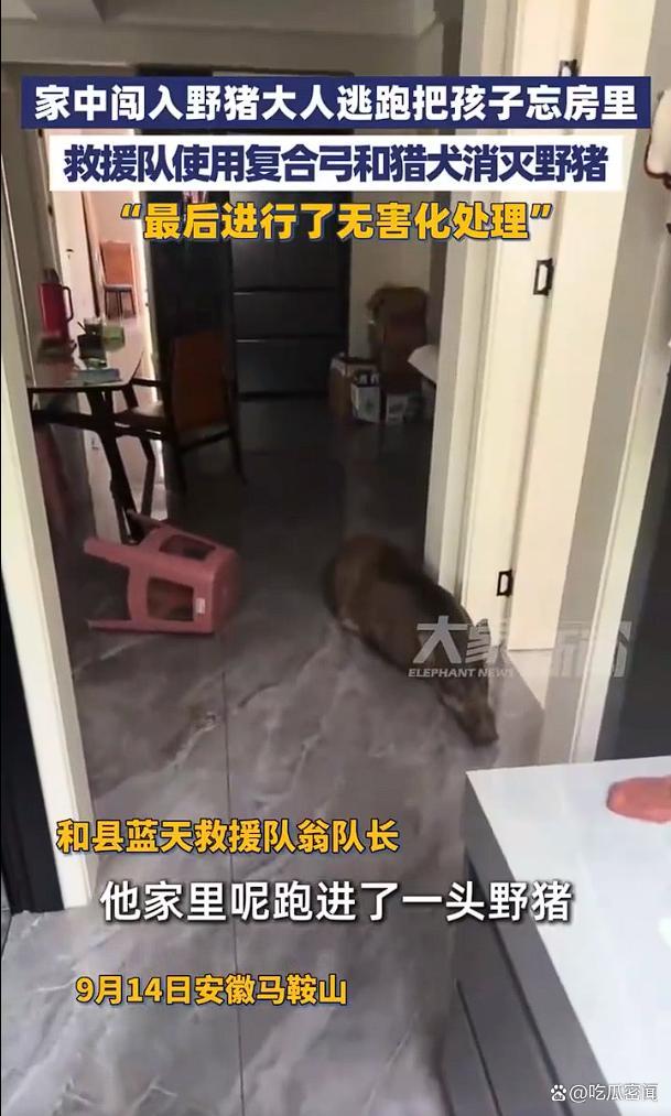 家中闯入野猪大人逃跑把孩子忘了