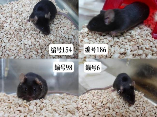 四只“飞天小鼠”名字揭晓