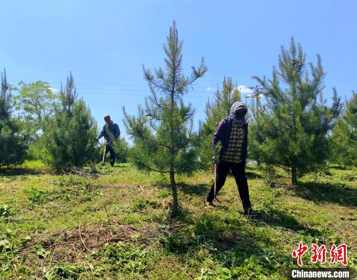 (乡村行·看振兴)吉林辉南荒山变“绿色银行” 绿水青山有“钱景”
