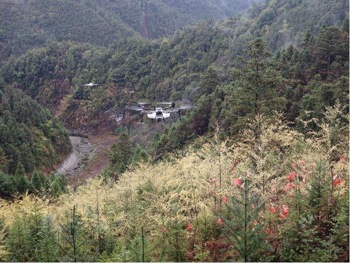 无人机辅助授粉作业现场(通讯员供图)