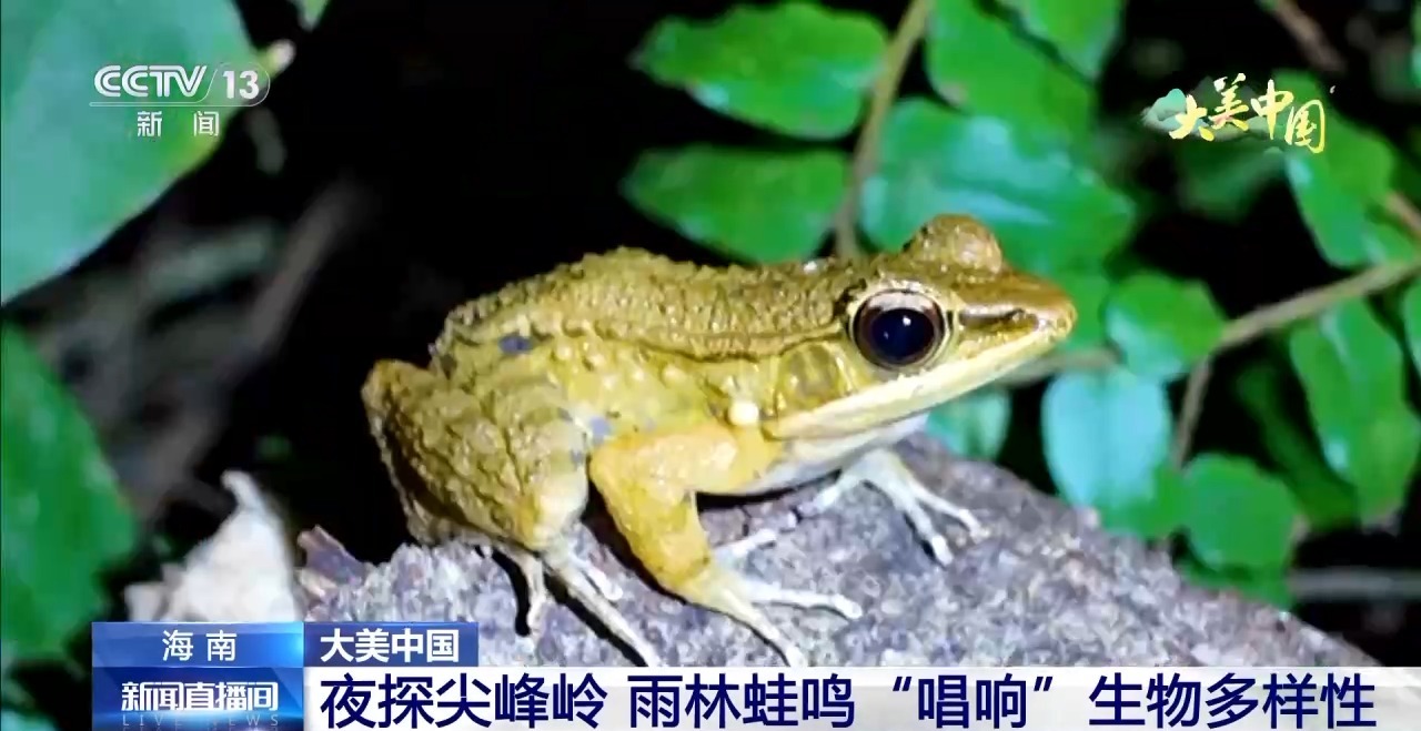 夜探尖峰岭 雨林蛙鸣“唱响”生物多样性 夜探尖峰岭 雨林蛙鸣“唱响”生物多样性