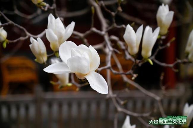 北京千年古刹玉兰花开