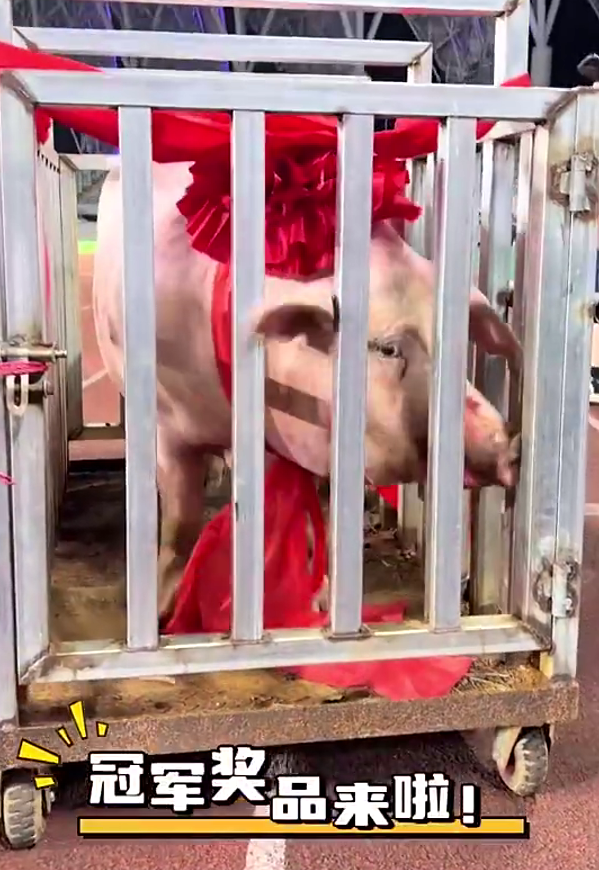 社交平台视频截图。