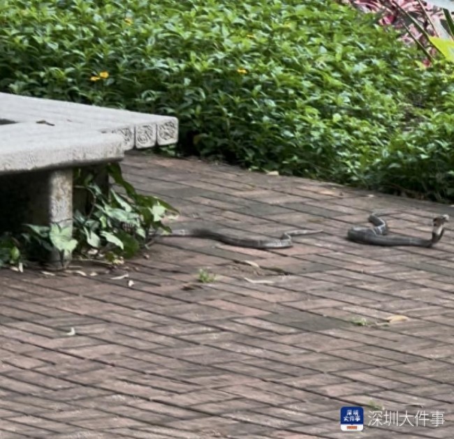 深圳莲花山公园出现眼镜蛇