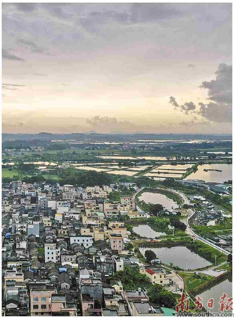 蚝乡阳西县程村镇。南方日报记者 钟志辉 摄