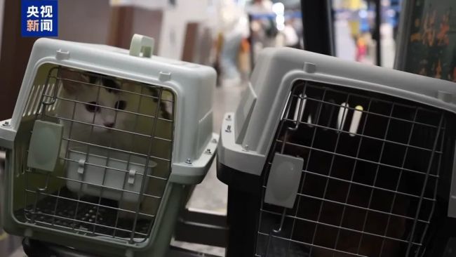 带着宠物去旅游！出行攻略来了