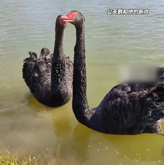 黑天鹅 黑天鹅