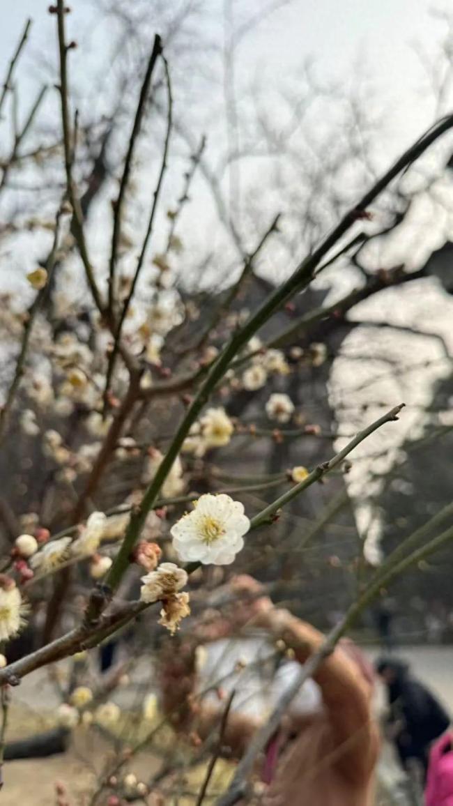 北京春日第一波梅花绽放了