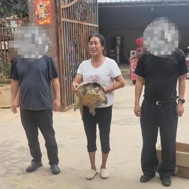 出逃被人抱走的宠物龟找到了
