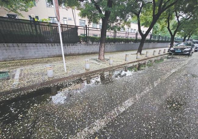 北京：雨伴槐花,请多留心脚下安全