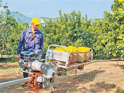 柚农用山地轨道车运输柚子。