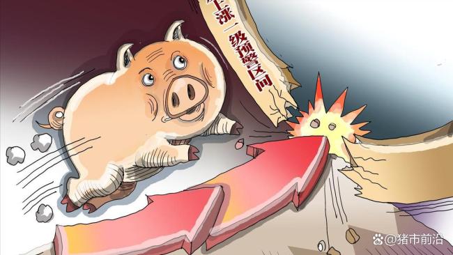 一夜升温，猪价“波动”上涨！