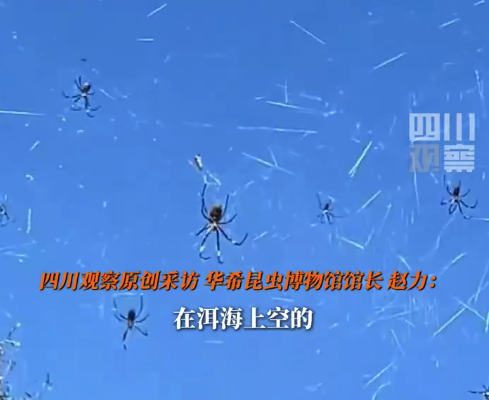大理上空现大量蜘蛛 专家称是益虫